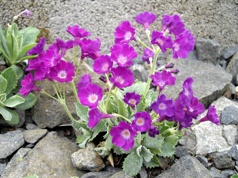 Primula marginata 'Fred Salter' photo